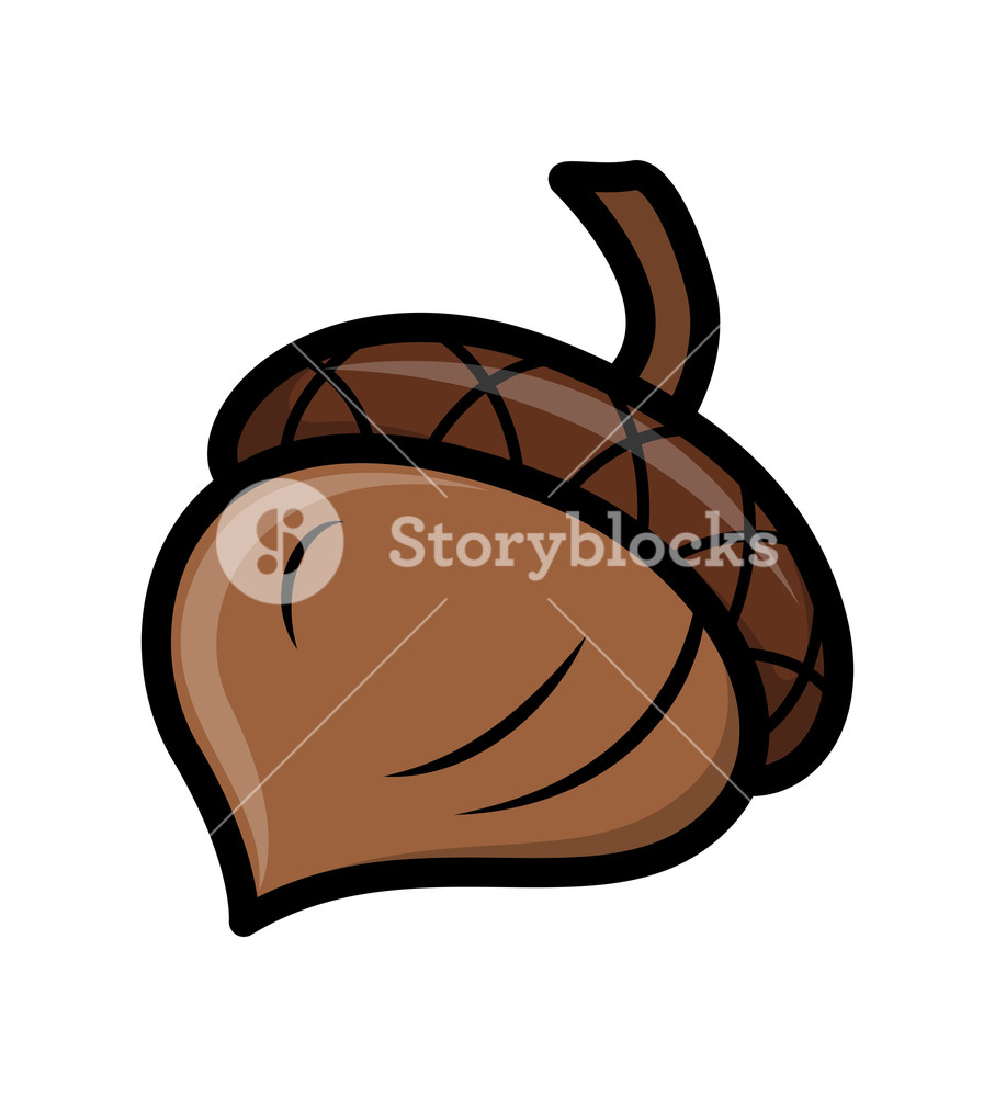 907x1000 Acorn Vector Nut Royalty Free Stock Image