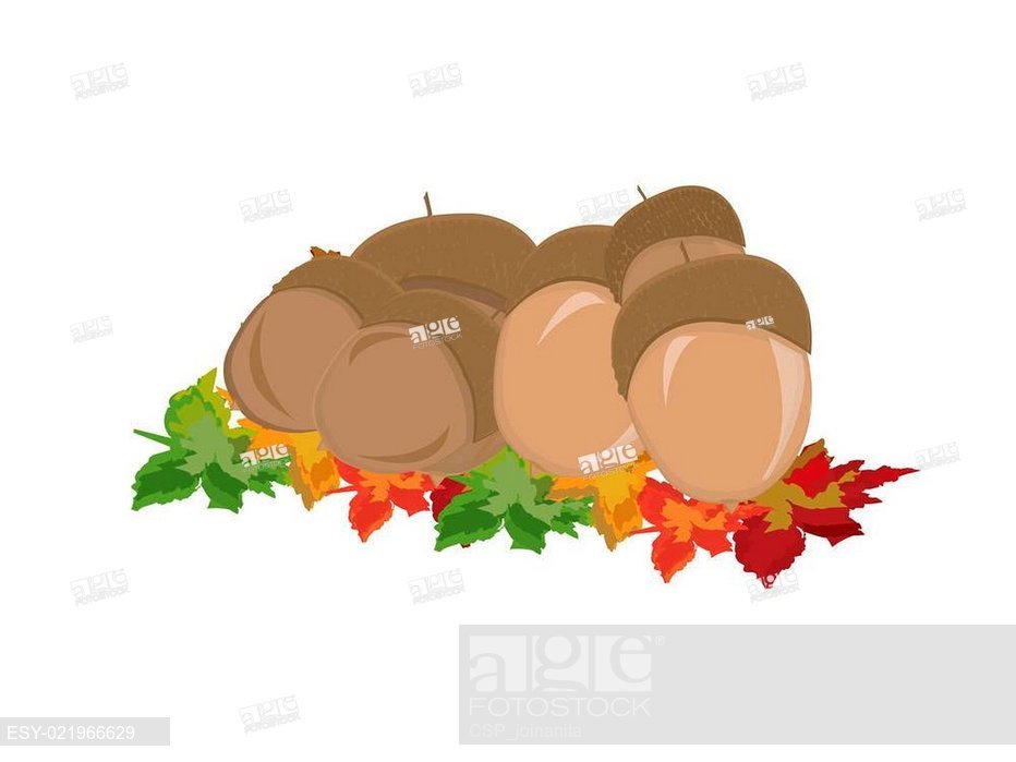 932x699 Acorns Vector, Stock Vector, Vector And Low Budget Royalty Free