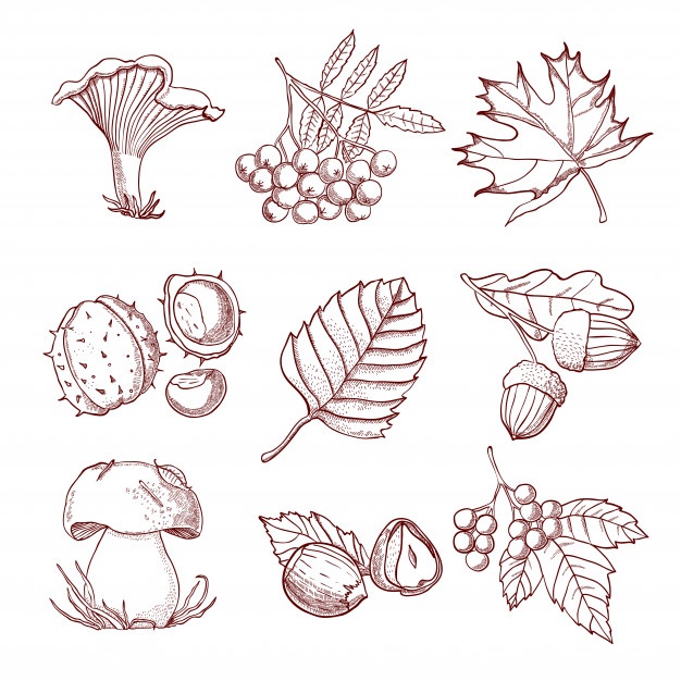 626x626 Acorn Vectors, Photos And Free Download