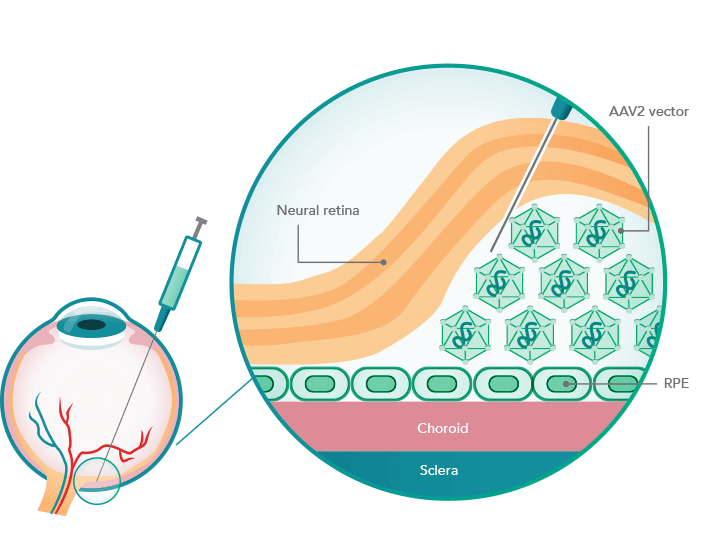 725x533 Mechanism Of Action