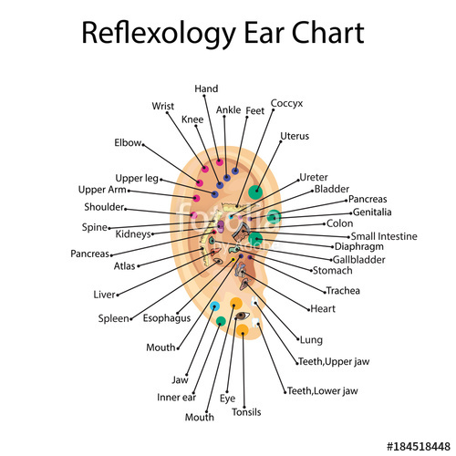 Reflex Zones On The Ear Acupuncture Points On The Ear Vector 500x500 Reflex Zones On The Ear Acupuncture Points On The Ear Vector