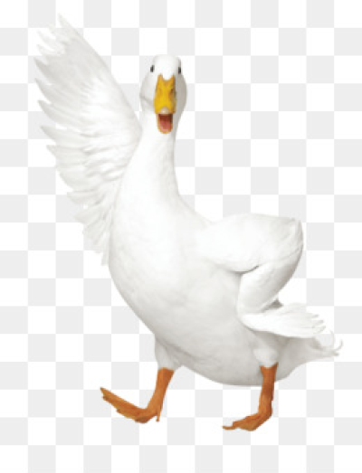 400x523 Free Png Images