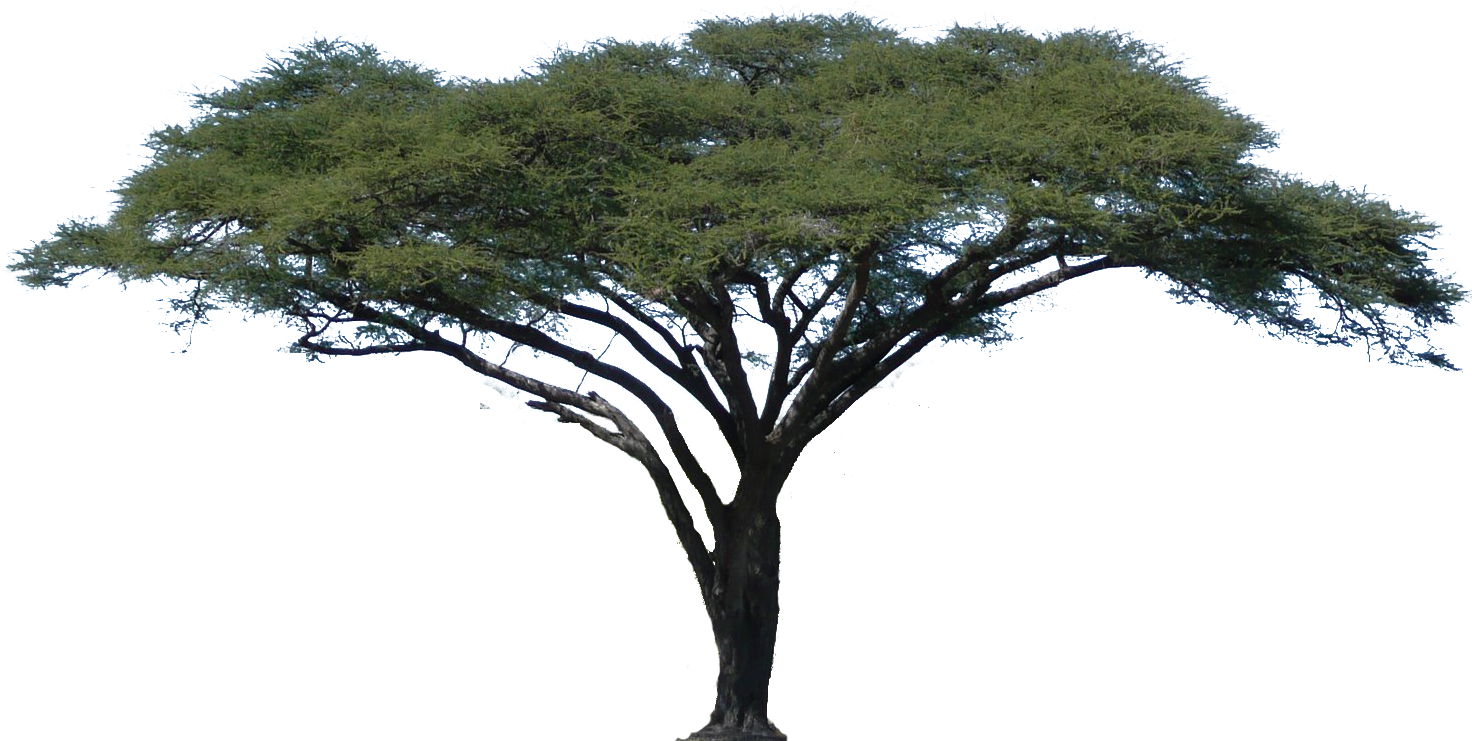 1472x741 African Tree Png, Png Collections