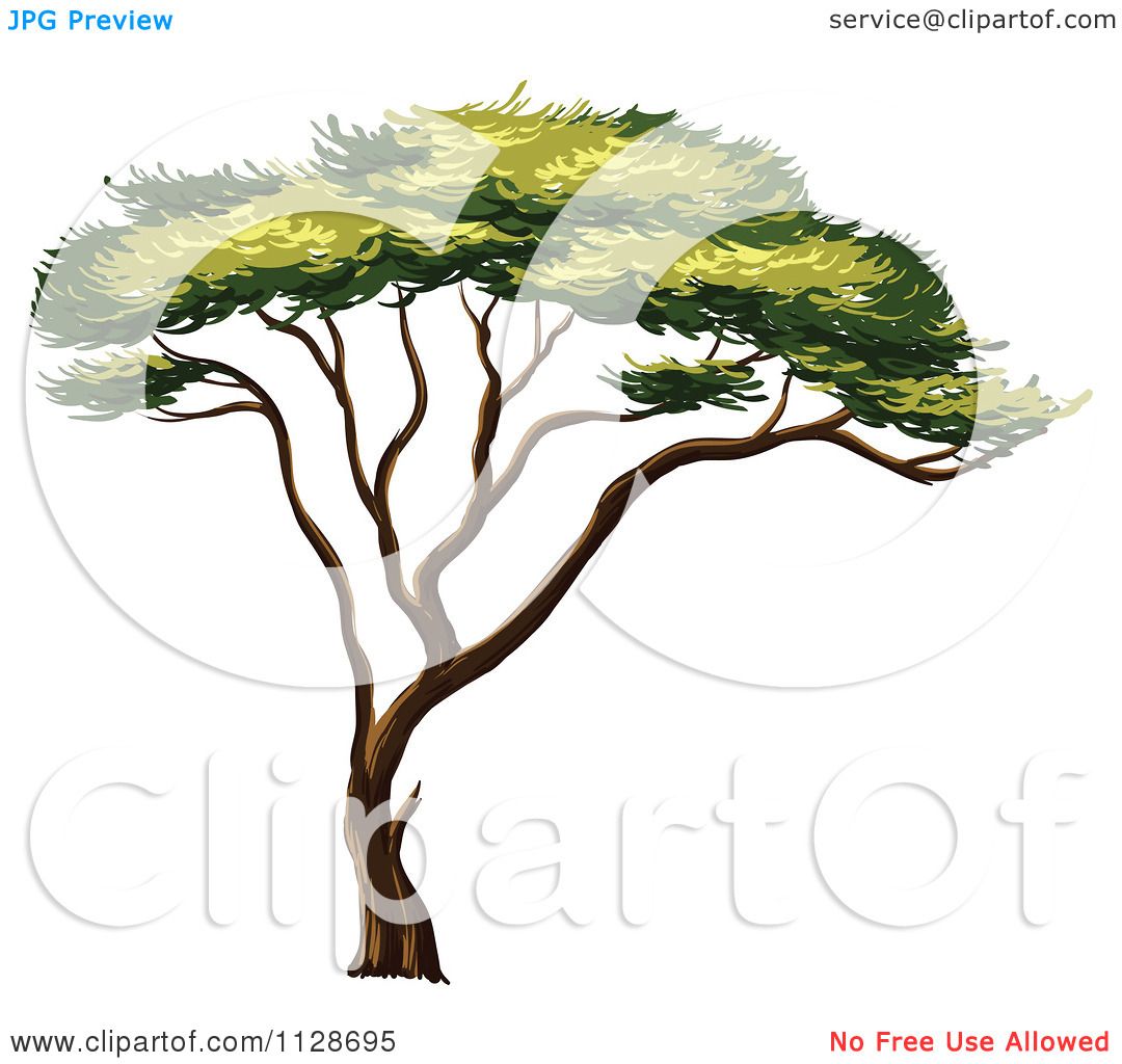 1080x1024 Cartoon Of An African Acacia Tree