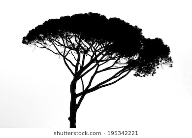 390x280 African Tree Silhouette Images