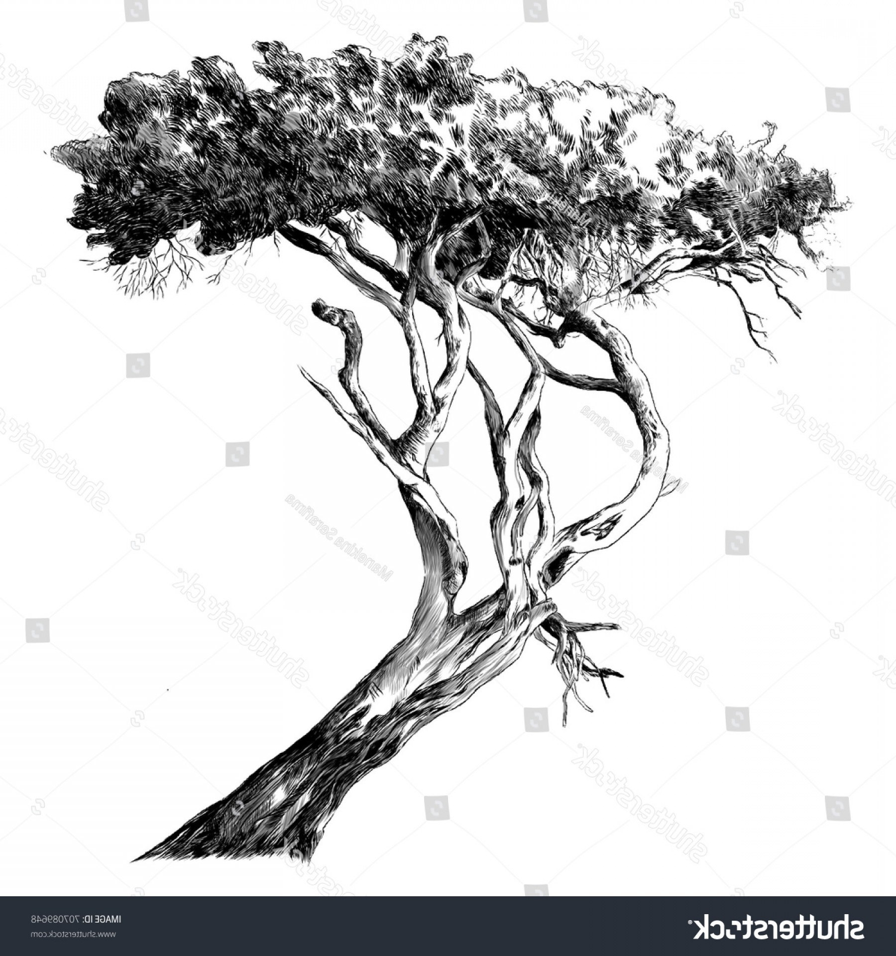 1800x1920 African Tree Sketch Vector Graphics Monochrome Newwaysys