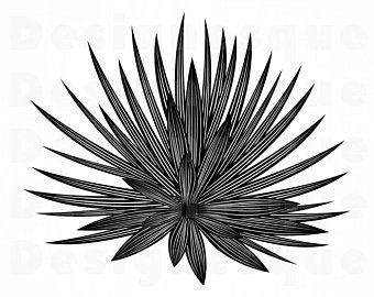 340x270 Agave Plant Etsy