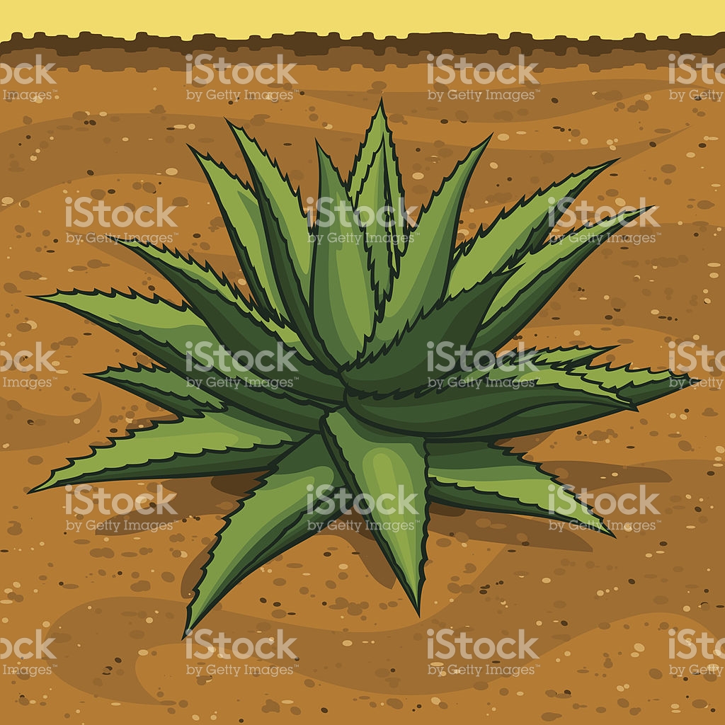 1024x1024 Agave Tequilana Clipart Free Cliparts Download Images