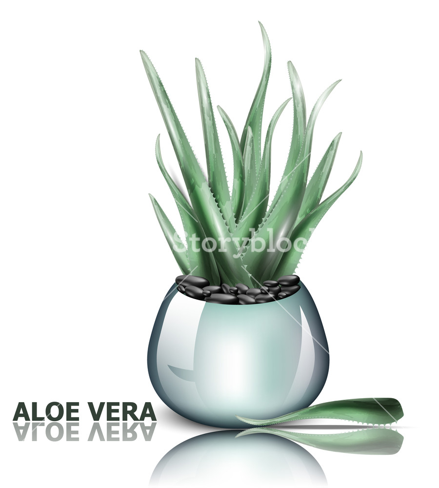 900x1000 Aloe Vera Plant Vector Detailed Illustration Design Royalty