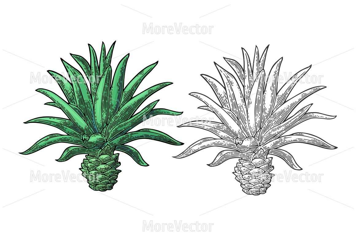 1160x772 Cactus Blue Agave Vintage Vector Color Engraving