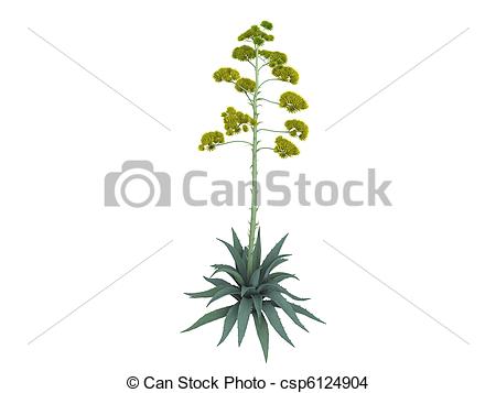 450x357 Collection Of 'agave Drawing' Download More Than Images