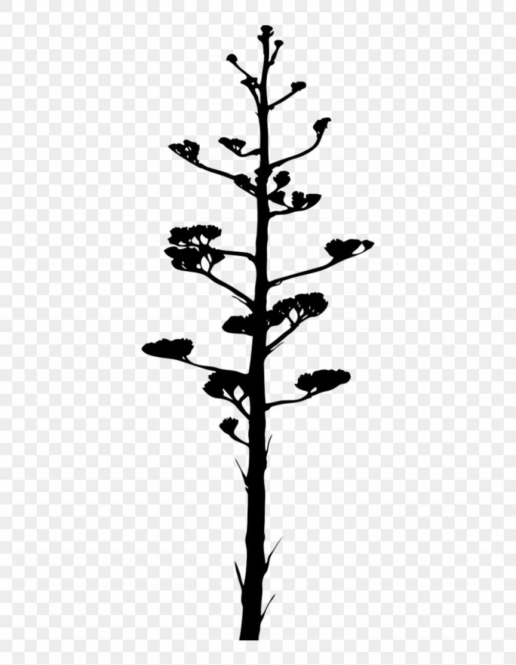 Agave Plant Vector at Vectorified.com | Collection of Agave Plant ...