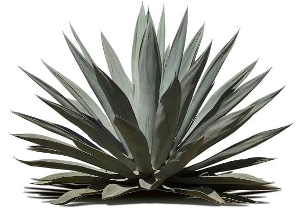 583x410 Majestic Agave In Jungle Juicy Agave Plant, Yucca Plant