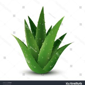 300x300 Stock Illustration Aloe Vera Hand Drawn Watercolor Painting White