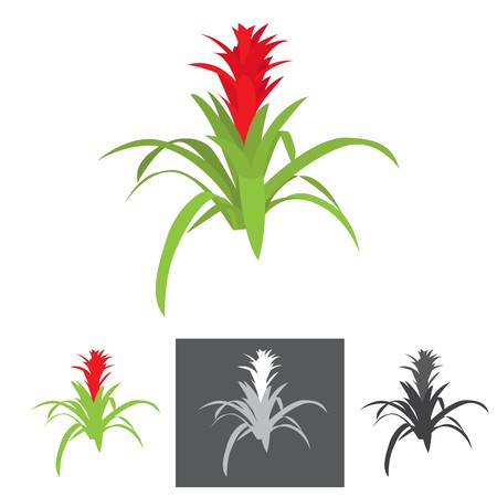 450x450 Agave Plant With Flower Vector Illustration With Bonus Gray Scale