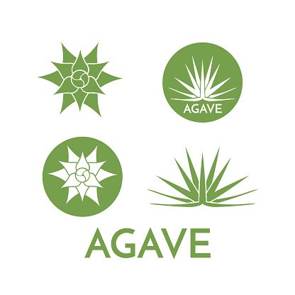 416x416 Agave Plant Green Flower Logo Colorful Vector Illustration Premium