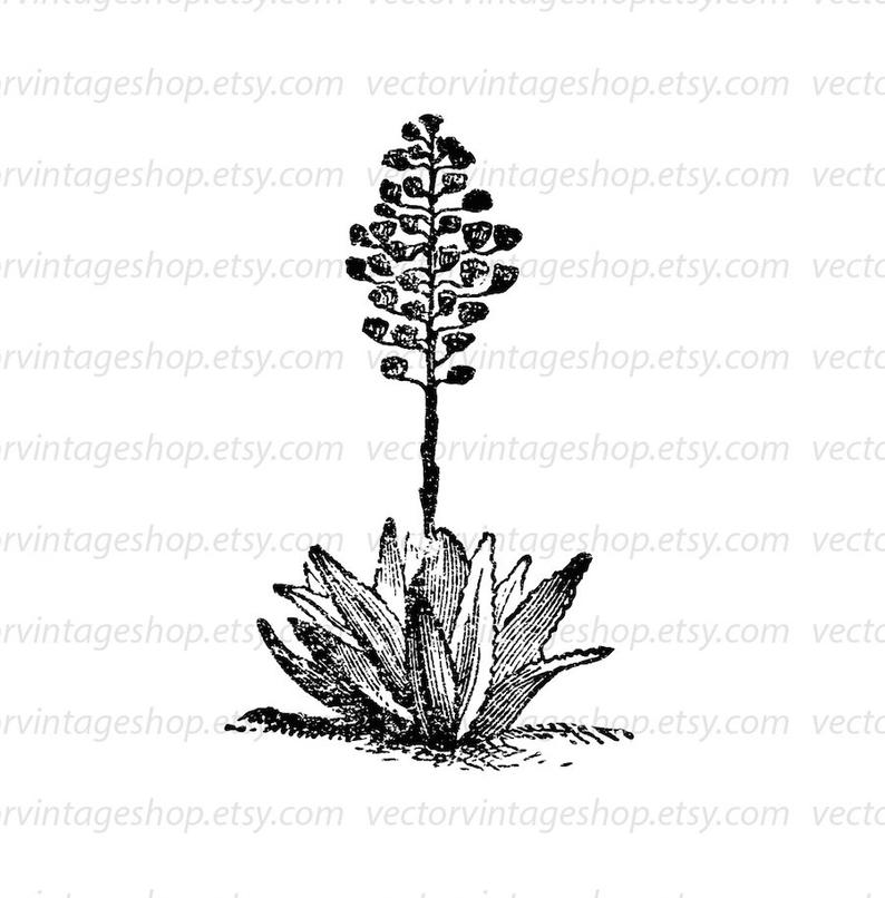 794x806 Agave Plant Vector Clipart Download Aloe Herb Flower Blossoms Etsy