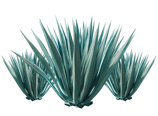 600x441 Agave Png Images