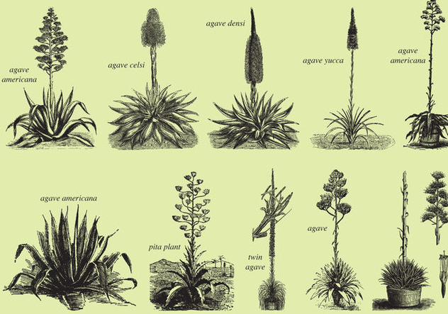 632x443 Agave And Maguey Drawings Free Vector Download Cannypic