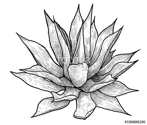 82 Agave vector images at Vectorified.com