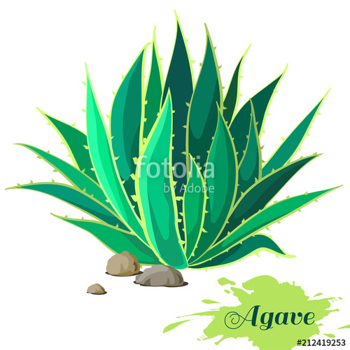 500x500 Agave Image Vector Illustration Stock Image And Royalty Free
