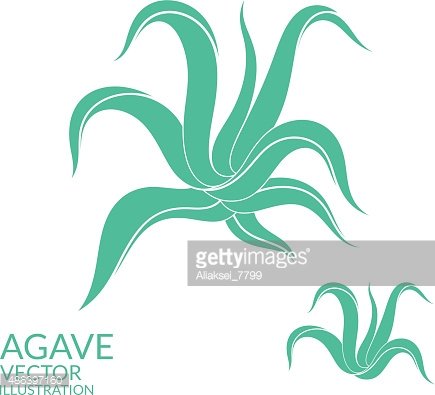 435x395 Agave Stock Vectors