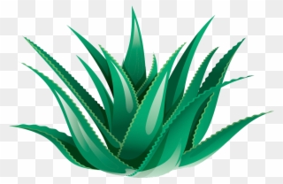 320x208 Agave Clipart, Transparent Agave Clip Art Png Download
