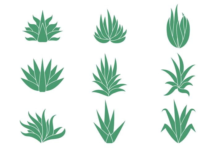 700x490 Free Maguey Vectors Free Graphics Uihere