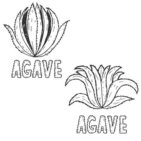 450x450 Hand Drawn Illustration Template Of Agave Vector Royalty Free