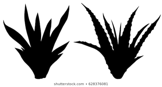 520x280 Huge Collection Of 'agave Silhouette' Download More Than