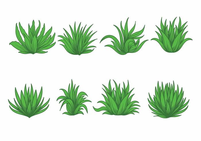 700x490 Maguey Vector Set Free Graphics Uihere