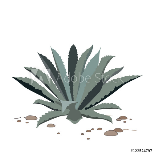 500x500 Tequila Blue Agave Realistic Vector Illustration For Label