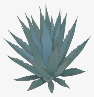 300x310 Agave Png, Transparent Agave Png Image Free Download