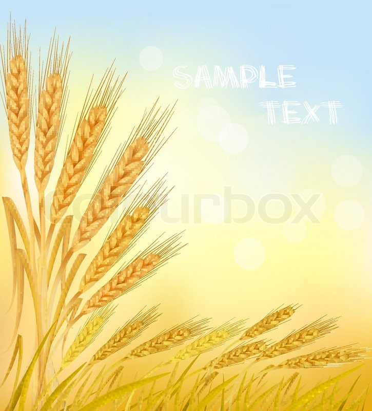 725x800 Background With Ripe Yellow Wheat Stock Vector Colourbox