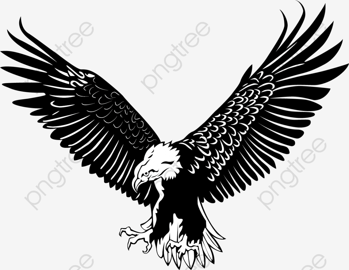 1200x930 El Volar, Eagle Soaring, Vuela Alto, Las Vuelan Png