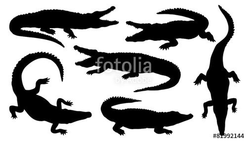 500x286 Crocodile Silhouettes Stock Image And Royalty Free Vector