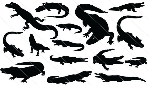 610x350 Alligator Silhouette Vector