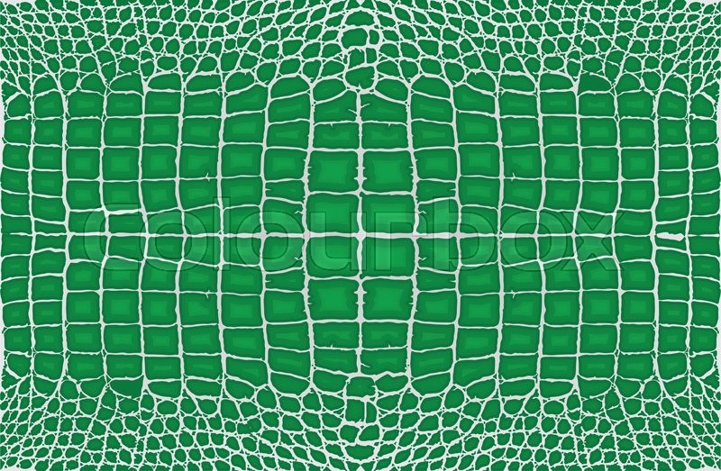 800x523 Crocodile Leather Skin Pattern Stock Vector Colourbox
