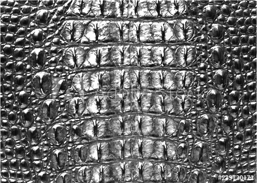 500x357 Print Crocodile Texture Leather, Dark Gray Background Vector