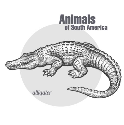 505x511 Alligator Hand Drawing Sketch Vector Free Download