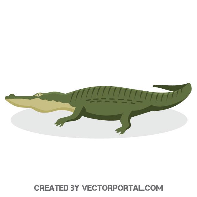 660x660 Alligator Vector Image