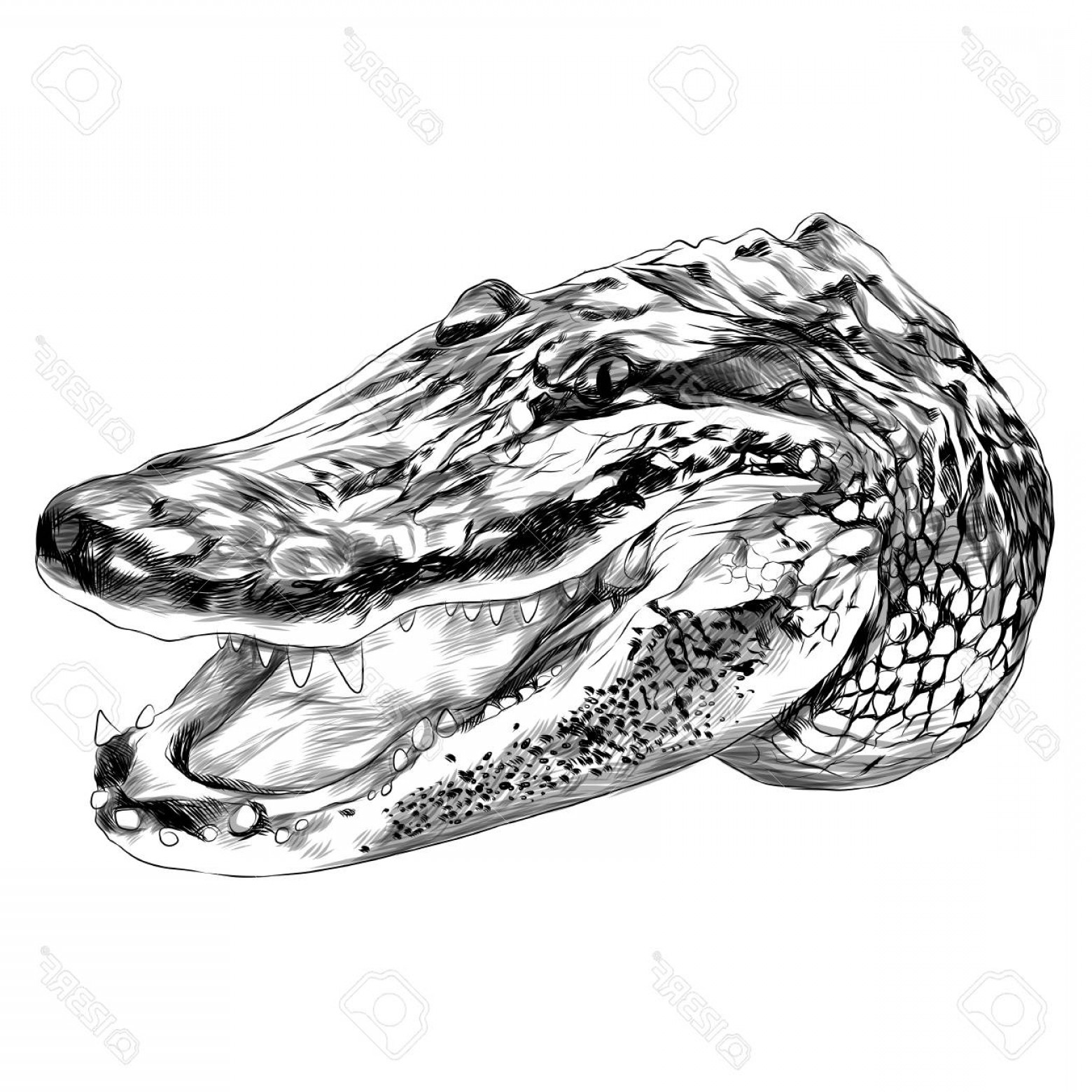 1560x1560 Photostock Vector Alligator Sketch Graphic Design Catchsplace