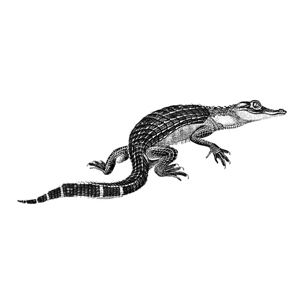 626x626 Vintage Illustrations Of Alligator Vector Free Download