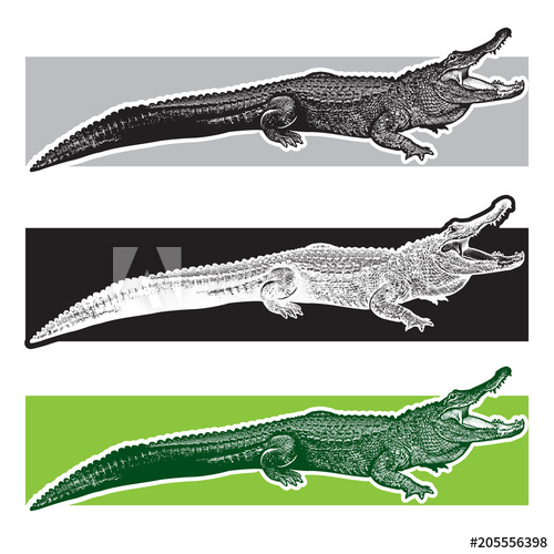 500x500 American Alligator Florida Gators Monochrome Vector Graphic