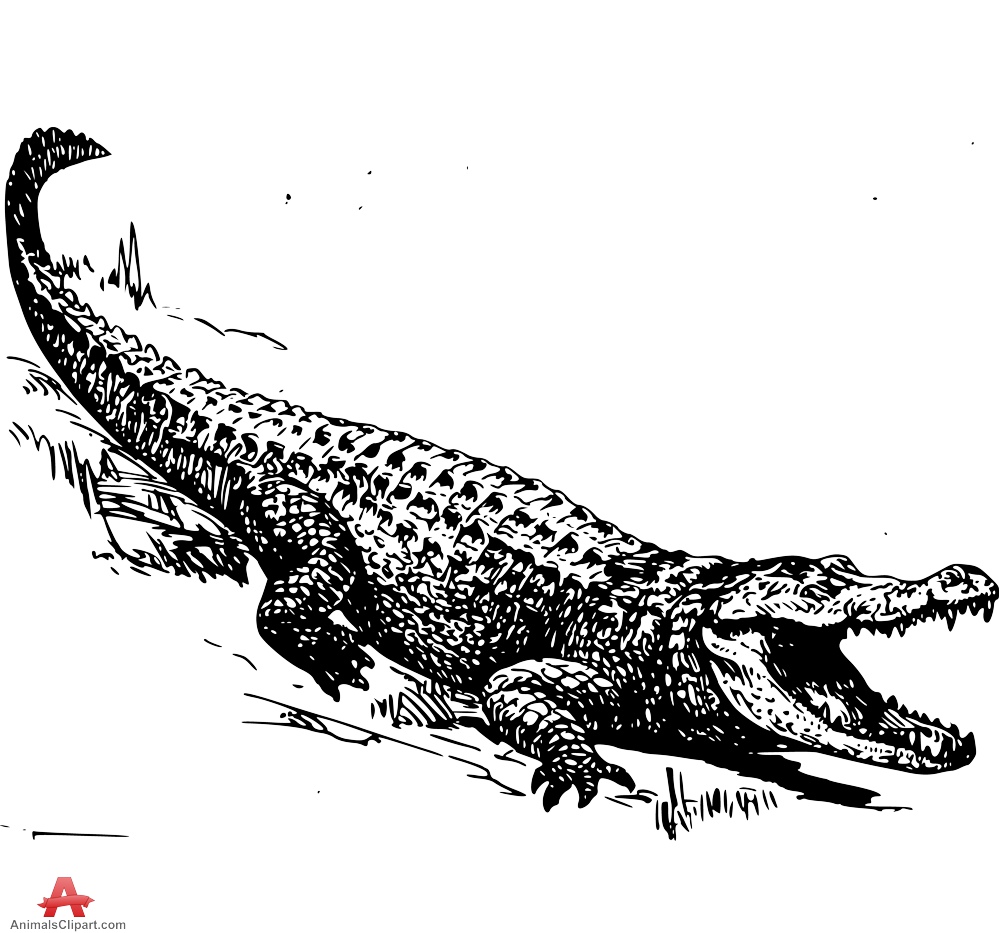 999x933 Collection Of 'gator Silhouette' Download More Than Images