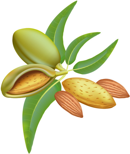 Almond Free Vector Download 509x600 Almond Free Vector Download