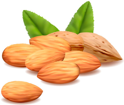 Almond Nut Vector Free Vector Download 432x368 Almond Nut Vector Free Vector Download