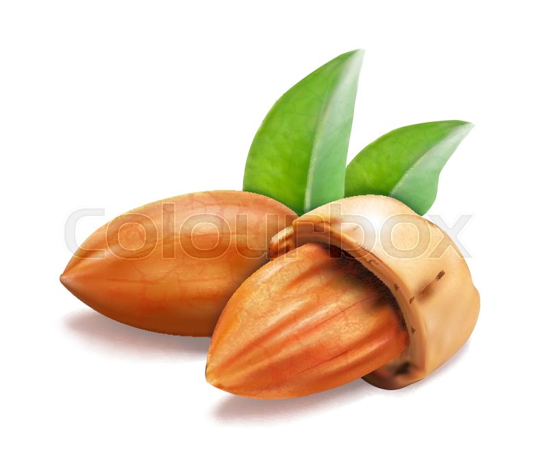 Almond Nuts Whole, Green Leaves In The Stock Vector Colourbox 800x677 Almond Nuts Whole, Green Leaves In The Stock Vector Colourbox