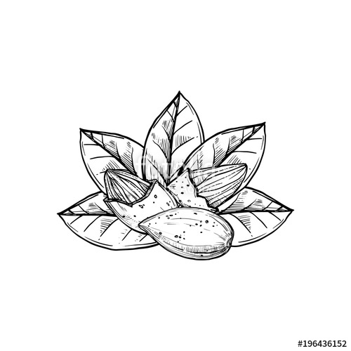 Almond Vector Isolated On White Background Engraved Vector 500x500 Almond Vector Isolated On White Background Engraved Vector