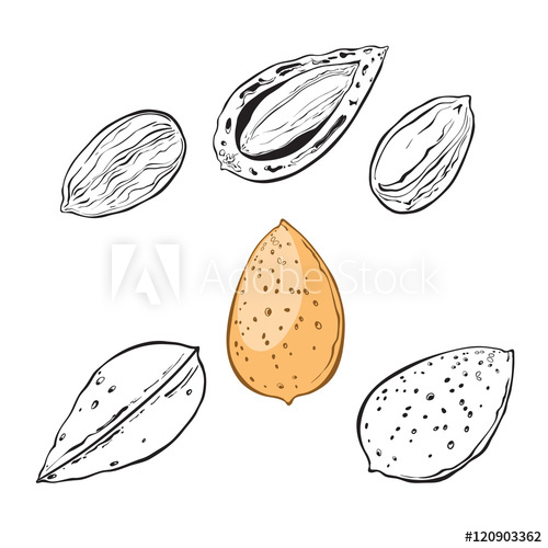Almond Vector Illustration, Isolated Elements For Design 500x500 Almond Vector Illustration, Isolated Elements For Design